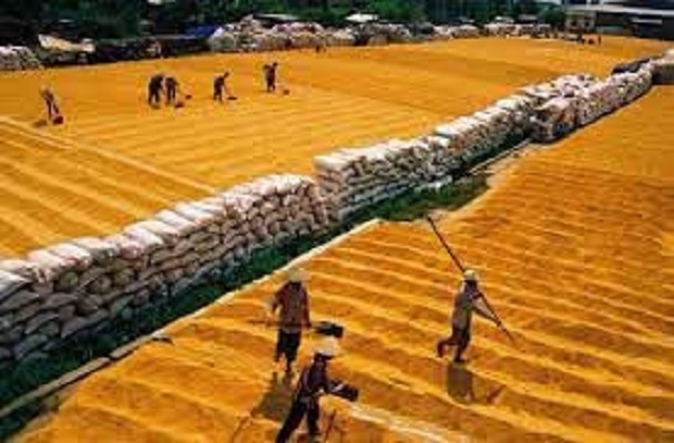 thị trường lúa gạo-VNF