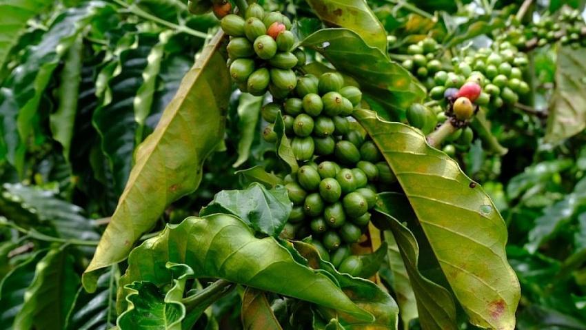 Giá cà phê hôm nay 21/11: Arabica tăng trên 4%