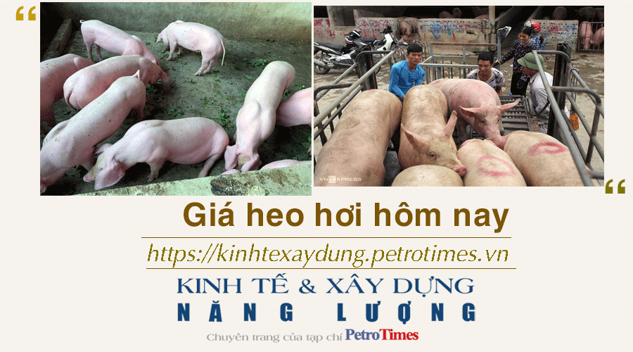 Giá heo hơi hôm nay 24/11: Tăng giảm trái chiều