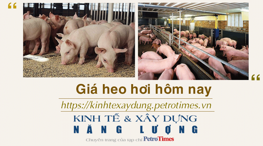 Giá heo hơi hôm nay 25/11: Giảm rải rác tại miền Bắc