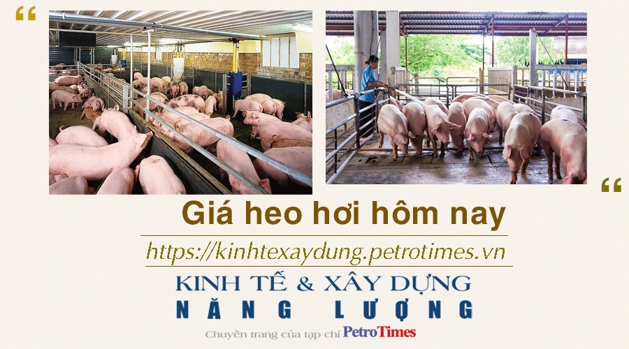 Giá heo hơi hôm nay 27/11: Đi ngang phiên đầu tuần