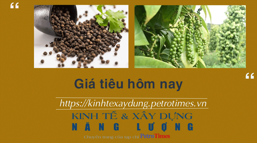 Giá tiêu hôm nay 27/11: Duy trì ổn định đầu tuần