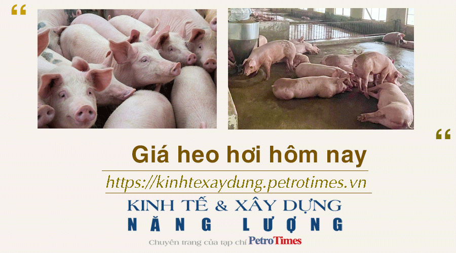 Giá heo hơi hôm nay 28/11: Giảm rải rác