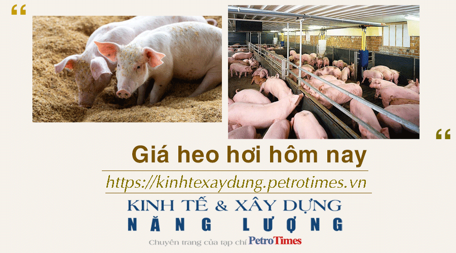 Giá heo hơi hôm nay 29/11: Giảm đồng loạt trên cả nước