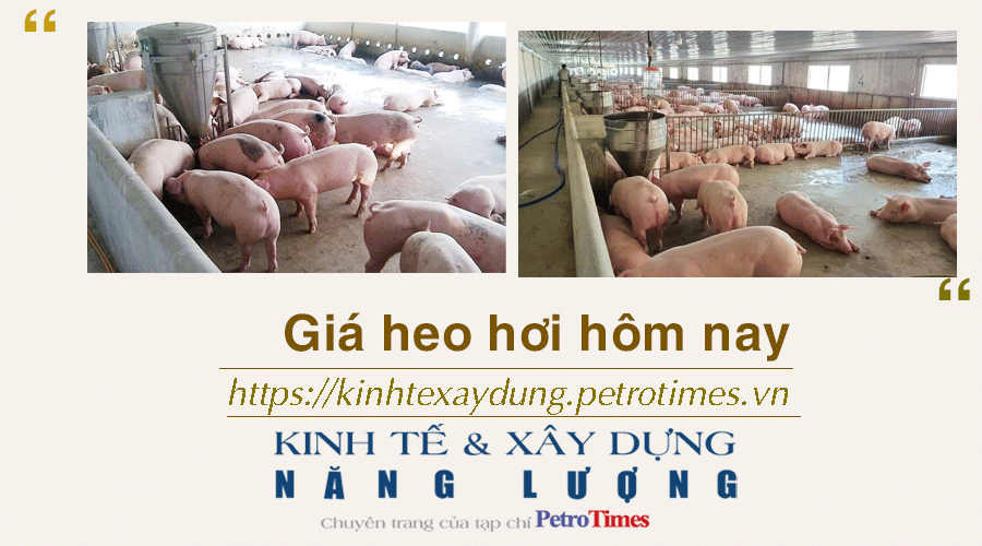 Giá heo hơi hôm nay 30/11: Tiếp đà giảm ở 3 miền