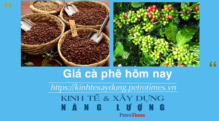 Giá cà phê hôm nay 1/12: Trong nước tăng mạnh theo giá Robusta