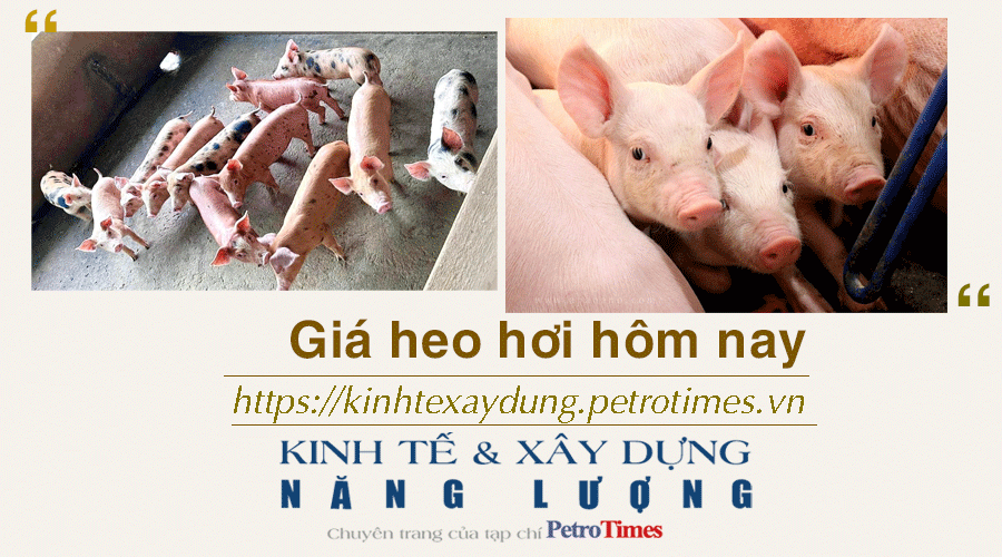 Giá heo hơi hôm nay 1/12: Giảm nhẹ tại miền Nam