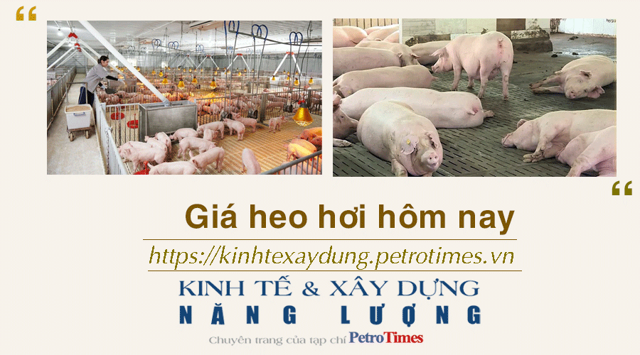 Giá heo hơi hôm nay 5/12: Giảm rải rác tại miền Nam