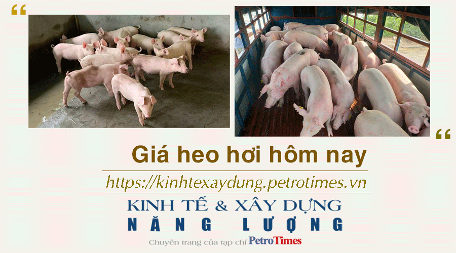 Giá heo hơi hôm nay 7/12: Giá heo hơi hầu như đi ngang