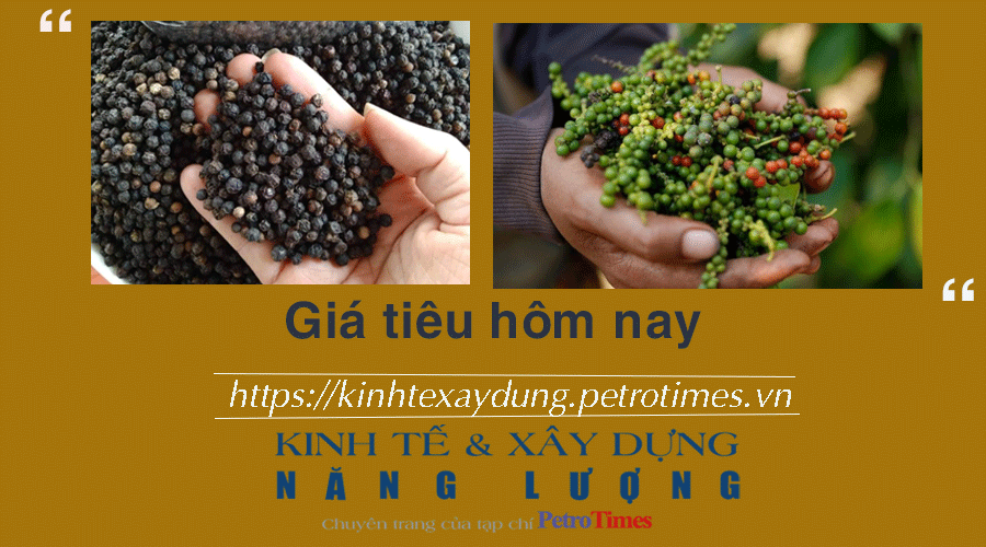 Giá tiêu hôm nay 7/12: Các tỉnh trọng điểm tiếp đà tăng