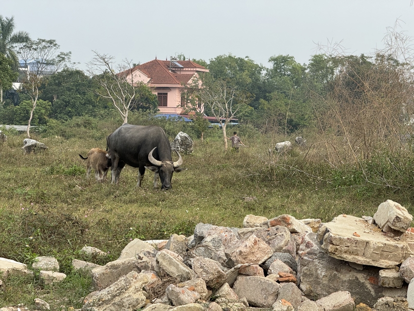 Thái Nguyên: Vì sao Dự án Khu đô thị Hồng Vũ hơn 10 năm triển khai vẫn là bãi chăn thả trâu bò?
