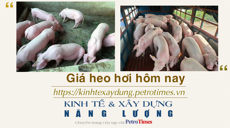 Giá heo hơi hôm nay 16/12: Giảm rải rác tại miền Nam