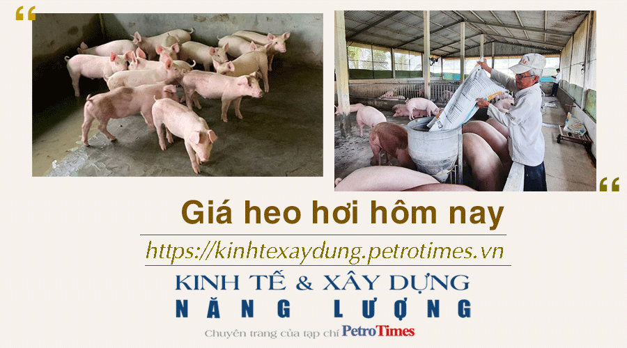 Giá heo hơi hôm nay 25/12: Đi ngang trên diện rộng