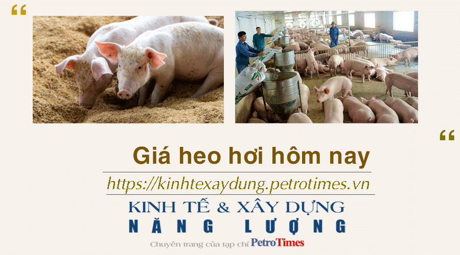 Giá heo hơi hôm nay 26/12: Tăng rải rác ở cả ba miền