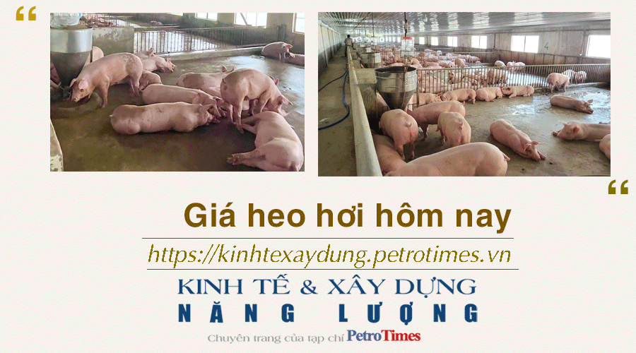 Giá heo hơi hôm nay 27/11: Ổn định cả 3 miền