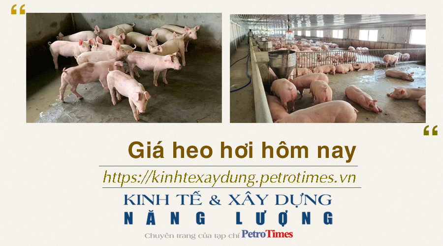 Giá heo hơi hôm nay 3/1: Tăng giảm không đồng nhất