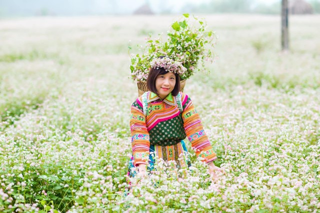 Hà Giang - Điểm đến của những sắc hoa
