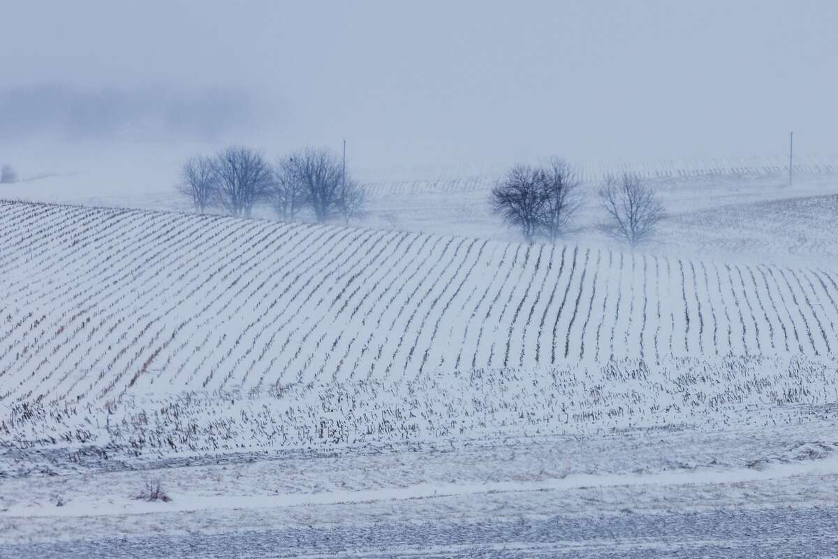 Tuyết bao phủ cánh đồng của nông dân ở Melbourne, bang Iowa, Mỹ, ngày 13/1. (Ảnh: Reuters)