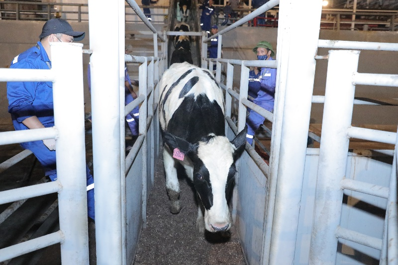 Tập đoàn TH nhập khẩu 2009 bò sữa cao sản thuần chủng từ Mỹ về trang trại Thanh Hóa