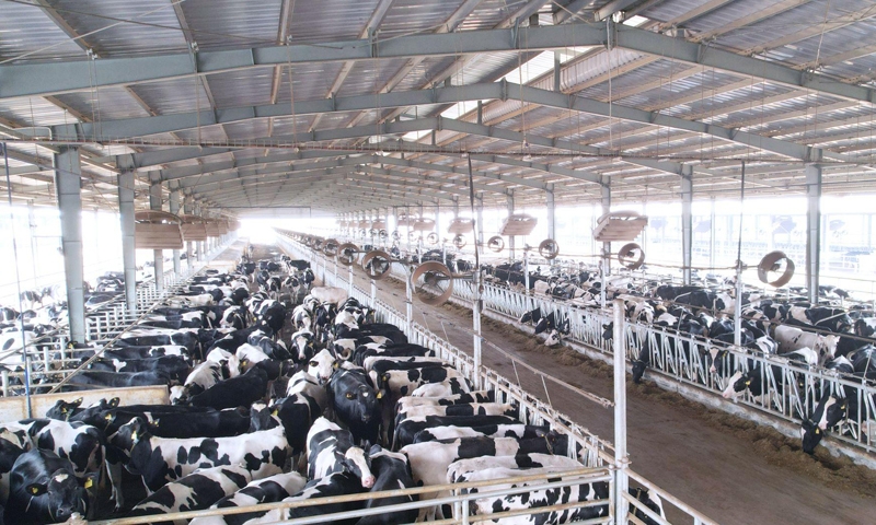 Tập đoàn TH nhập khẩu 2009 bò sữa cao sản thuần chủng từ Mỹ về trang trại Thanh Hóa