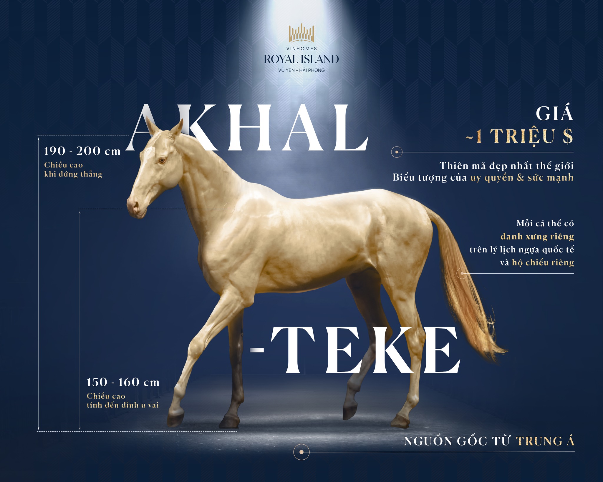 Thông tin về giống ngựa Akhal Teke vừa xuất hiện tại Học viện cưỡi ngựa Hoàng Gia