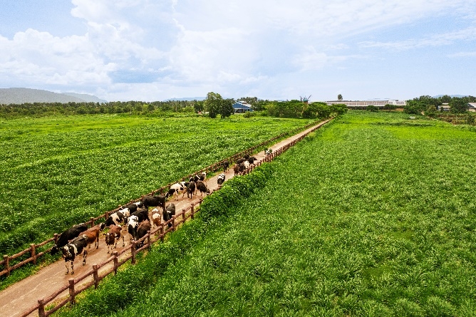 CEO Mai Kiều Liên: “Mọi hoạt động của Vinamilk phải mang lại giá trị cho cộng đồng”