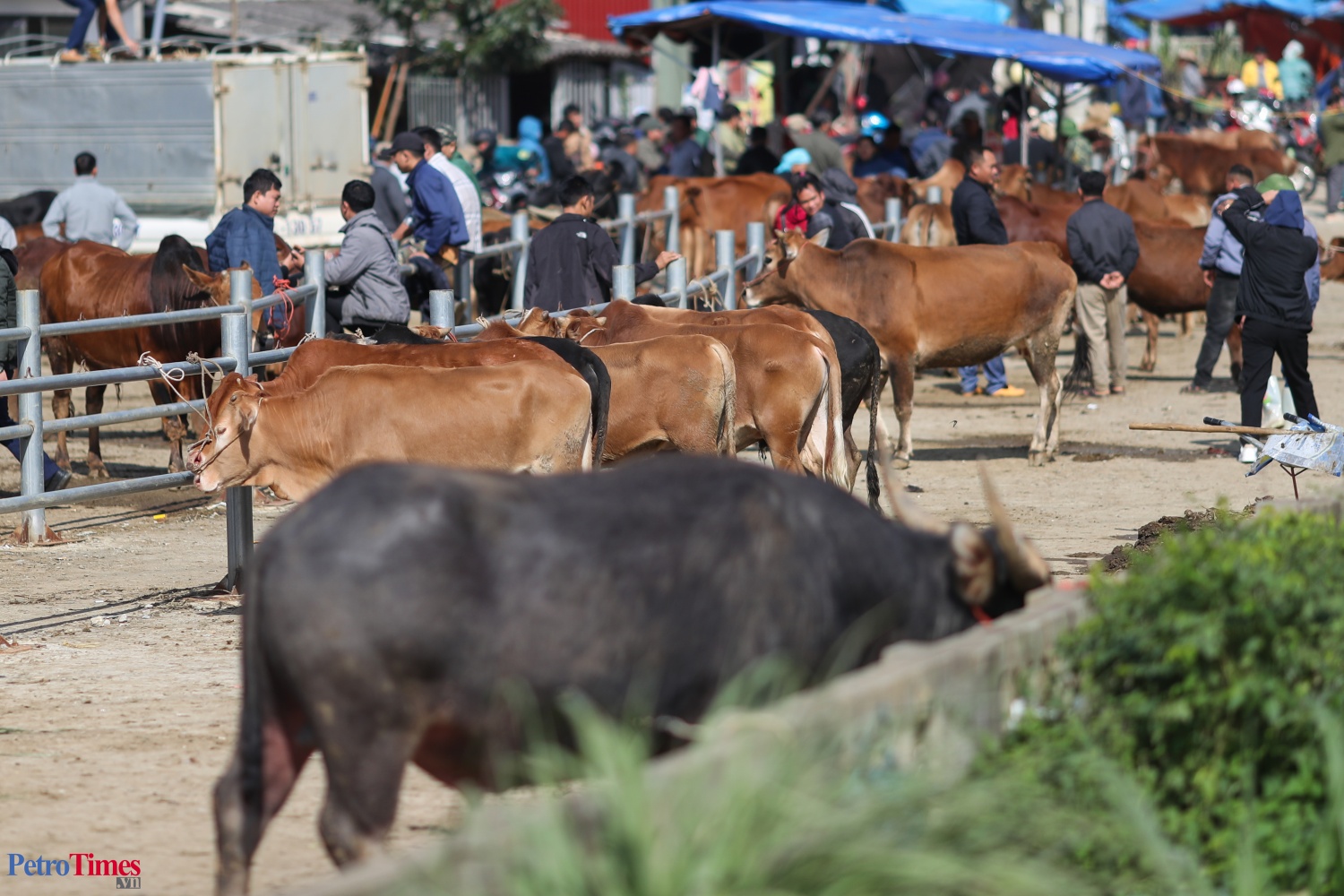 Phiên chợ trâu Bắc Hà: Sàn giao dịch trăm năm trên cao nguyên