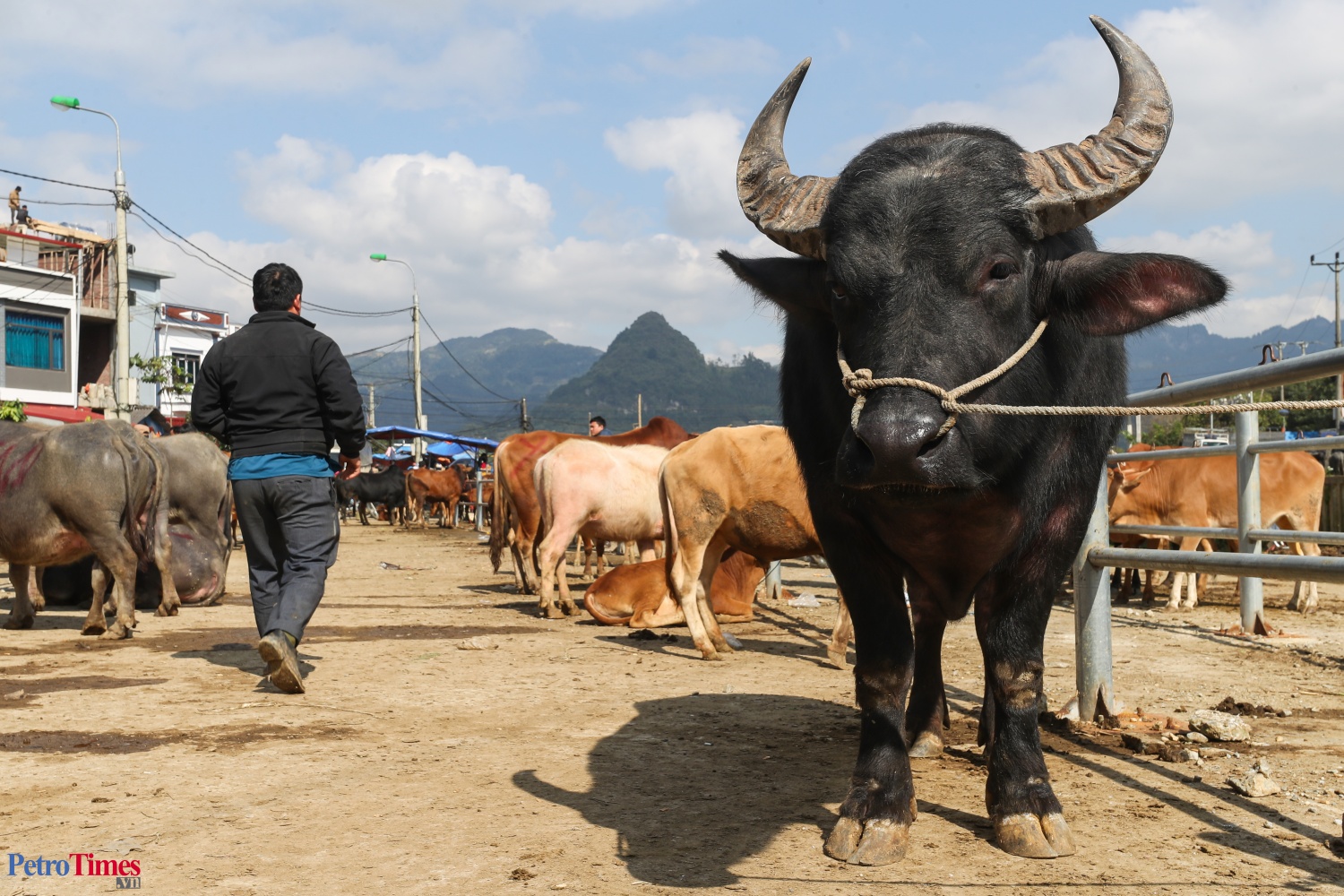 Phiên chợ trâu Bắc Hà: Sàn giao dịch trăm năm trên cao nguyên