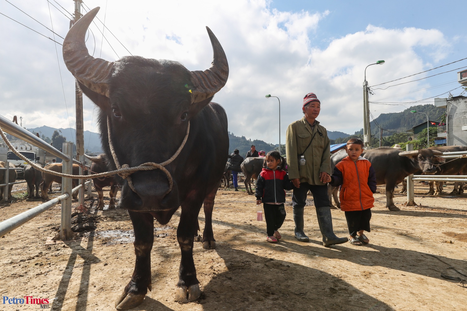 Phiên chợ trâu Bắc Hà: Sàn giao dịch trăm năm trên cao nguyên