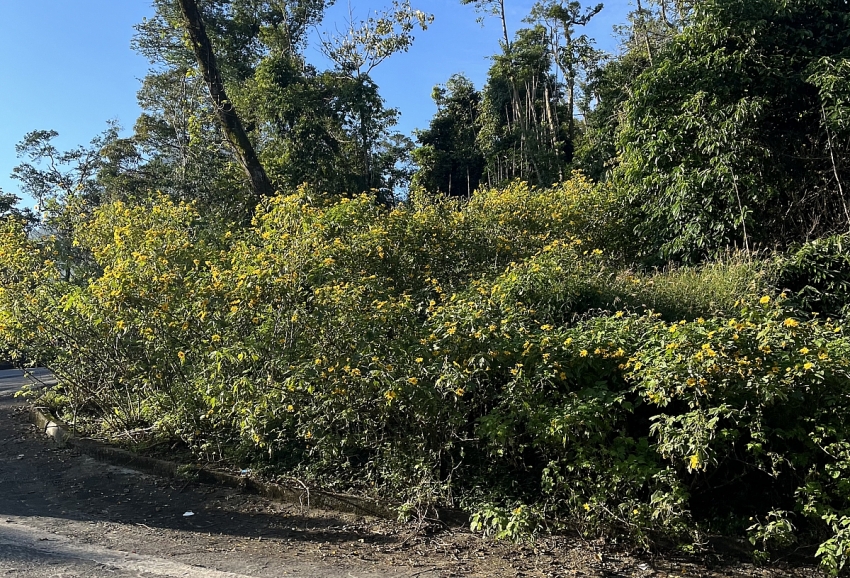 Ba Vì vào mùa dã quỳ rực rỡ, lượng khách tăng mạnh cuối tuần