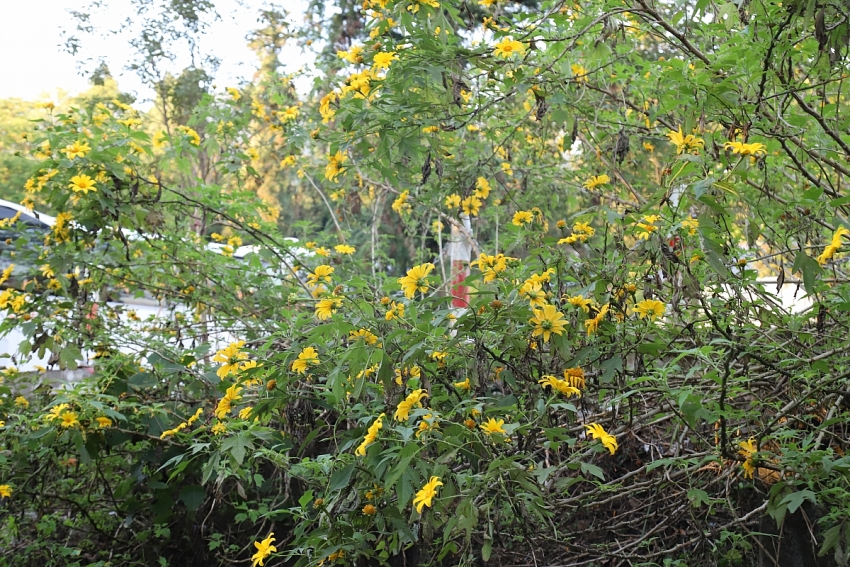 Ba Vì vào mùa dã quỳ rực rỡ, lượng khách tăng mạnh cuối tuần