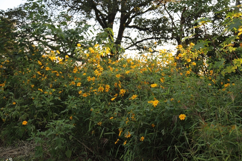 Ba Vì vào mùa dã quỳ rực rỡ, lượng khách tăng mạnh cuối tuần