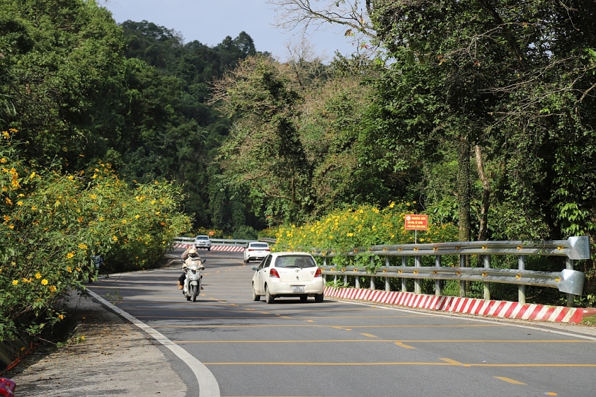 Ba Vì vào mùa dã quỳ rực rỡ, lượng khách tăng mạnh cuối tuần