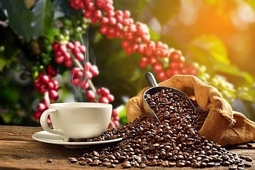 Giá cà phê hôm nay 15/10: Giá cà phê trong nước giảm mạnh