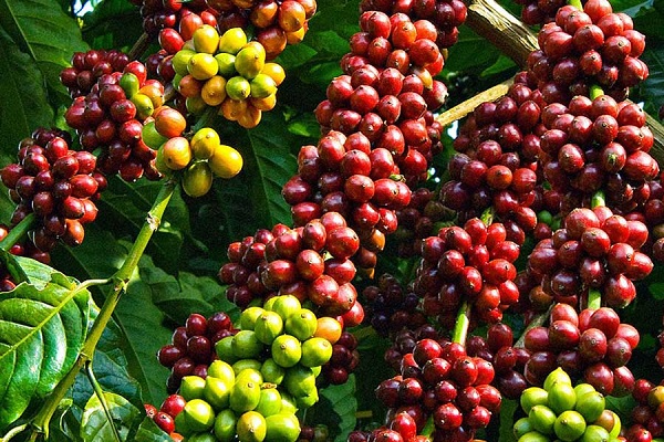 Giá cà phê hôm nay 15/1: Mức thu mua cao nhất là 41.000 đồng/kg
