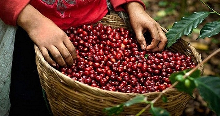 Giá cà phê hôm nay 1/2: Arabica tăng cao