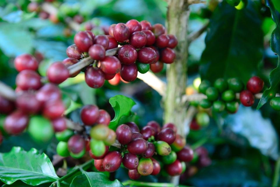 Giá cà phê hôm nay 1/4: Quay đầu giảm 500 đồng/kg