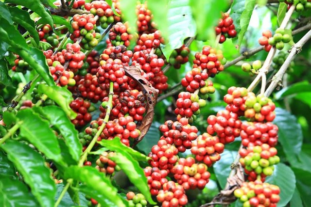 Giá cà phê hôm nay 10/4: Tiệm cận mốc 50.000 đồng/kg