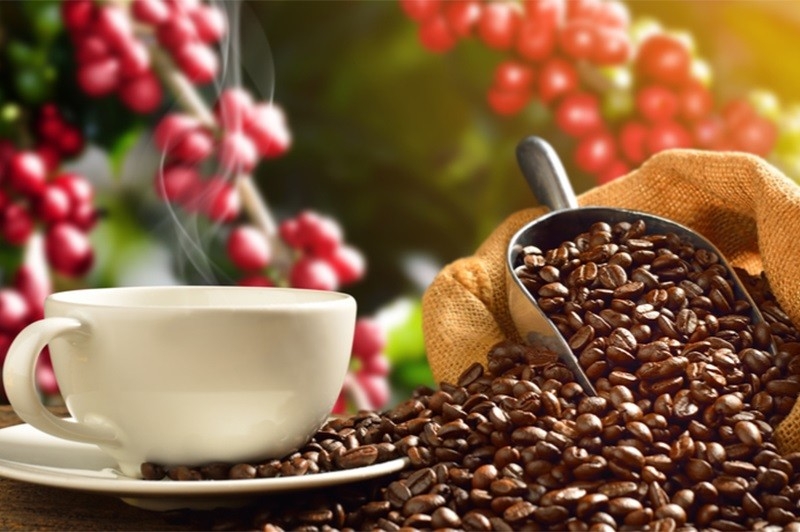 Giá cà phê hôm nay 4/5: Bật tăng mạnh từ 900 - 1.100 đồng/kg