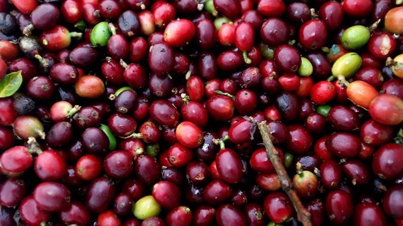 Giá cà phê hôm nay 17/5: Robusta và Arabica biến động trái chiều