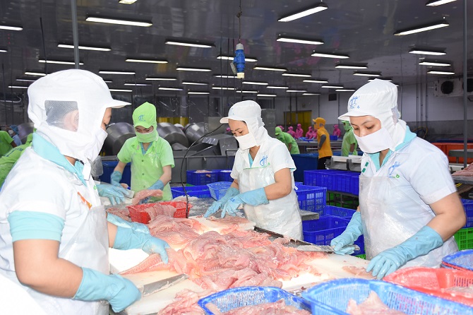 Chế biến cá tra xuất khẩu ở Đồng bằng sông Cửu Long gặp khó khăn về thị trường.