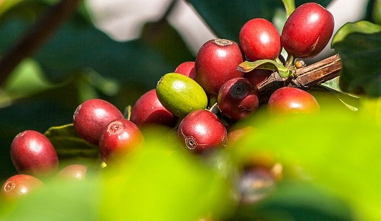 Giá cà phê hôm nay 7/7: Tiếp tục giảm nhẹ