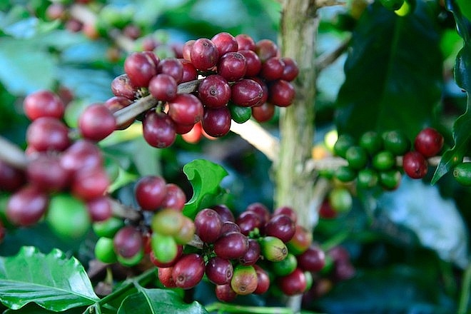 Giá cà phê hôm nay 10/7: Arabica đầu tuần tăng cao