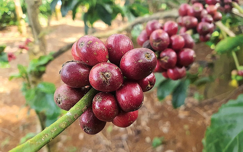 Giá cà phê hôm nay 13/7: Tiếp tục giảm nhẹ