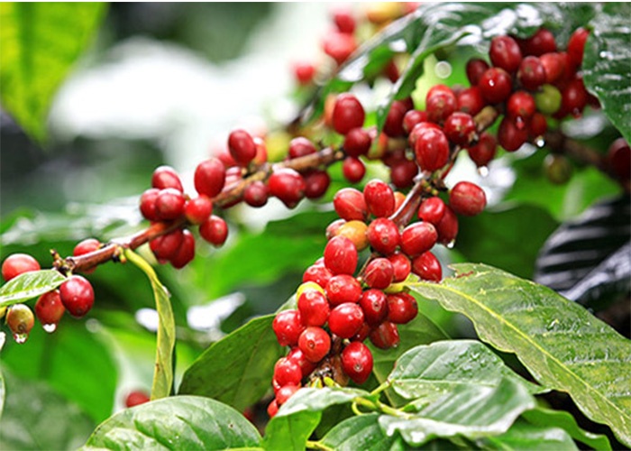 Giá cà phê hôm nay 18/7: Arabica và Robusta biến động trái chiều