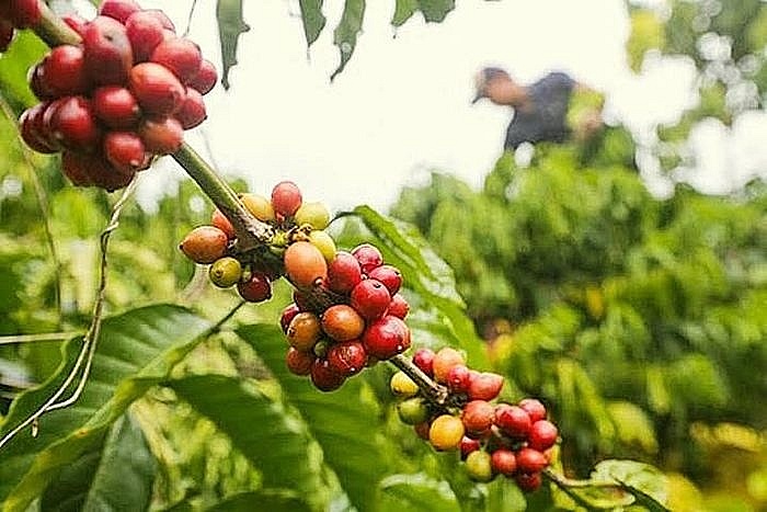 Giá cà phê hôm nay 19/7: Arabica trở lại xu hướng tích cực