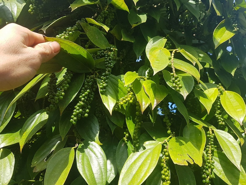 Giá tiêu hôm nay 8/8: Biến động trái chiều