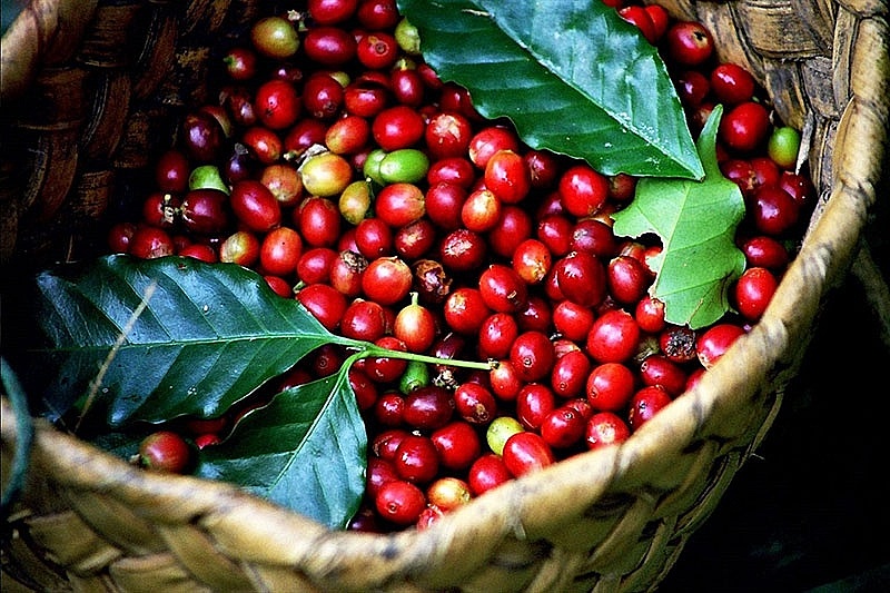 Giá cà phê hôm nay 2/9: Robusta và Arabica duy trì sắc đỏ