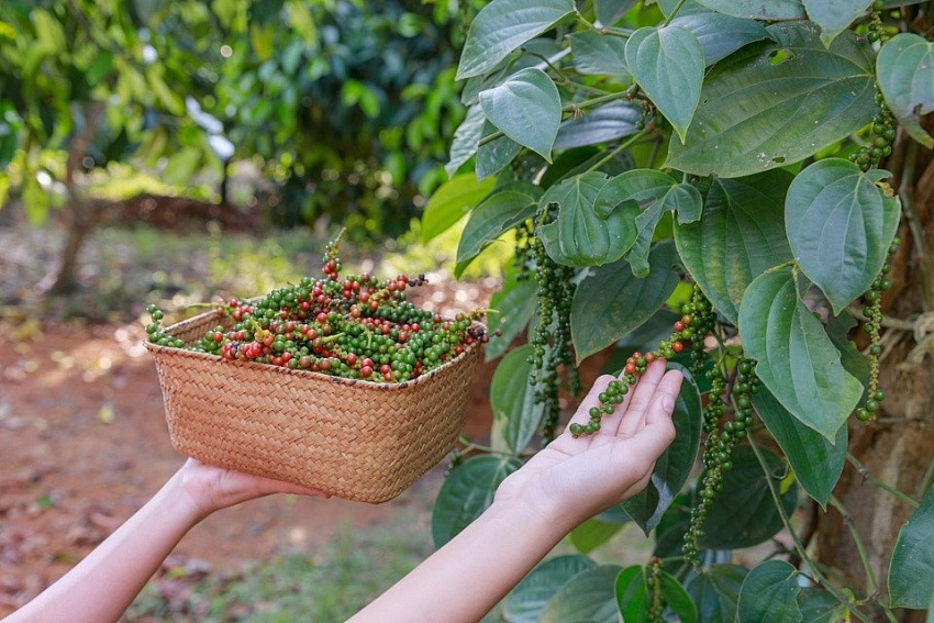 Giá tiêu hôm nay 15/9: Đông Nam Bộ giảm 500 đồng/kg