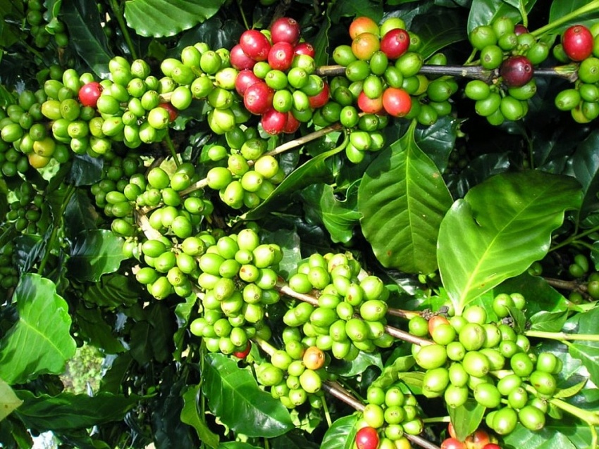 Giá cà phê hôm nay 18/9: Robusta và Arabica tiếp đà phục hồi